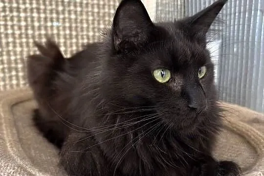 Kotka Maine coon, Wielkopolskie, Poznań