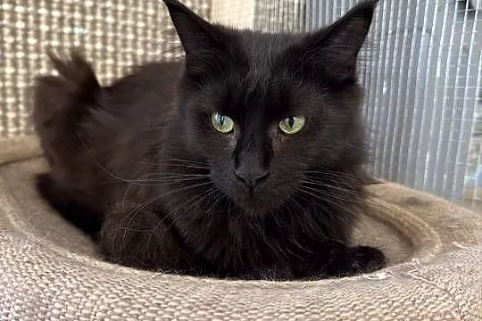 Kotka Maine coon, Wielkopolskie, Poznań