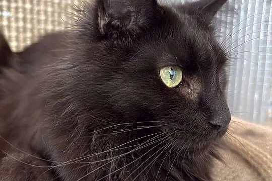 Kotka Maine coon, Wielkopolskie, Poznań