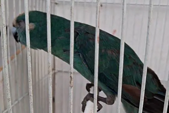 Papugi- likwidacja gatunków, Wielkopolskie, Szamotuły