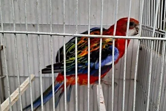 Papugi- likwidacja gatunków, Wielkopolskie, Szamotuły