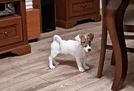 Jack Russell Terrier , Wierzbica