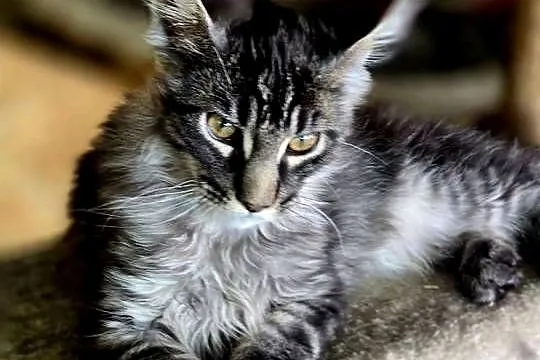 Maine Coon