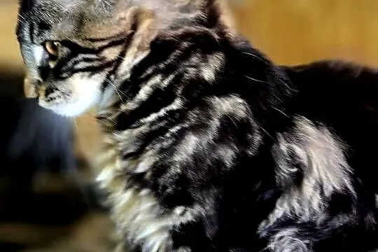 Maine Coon, Lubuskie, Wschowa