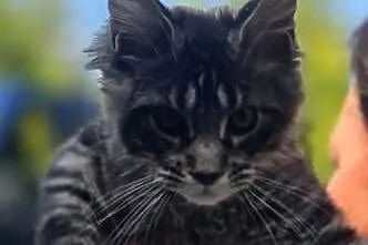 Maine Coon, Lubuskie, Wschowa