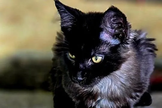 Maine Coon, Lubuskie, Wschowa