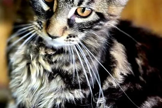 Maine Coon, Lubuskie, Wschowa