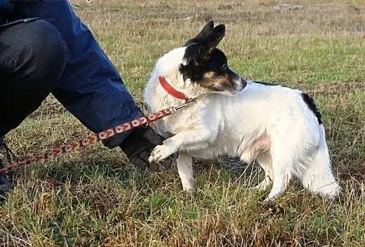 Do adopcji - mały Amigo do adopcji, przygarnij okr