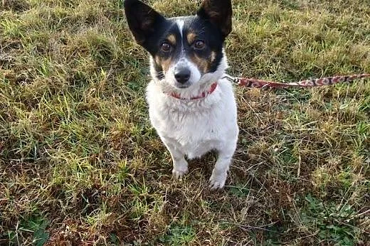 Do adopcji - mały Amigo do adopcji, przygarnij okr
