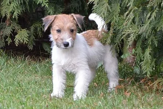Jack Russell Terrier szczenięta z metryczkami ZKwP