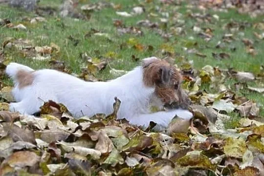 Jack Russell Terrier szczenięta z metryczkami ZKwP