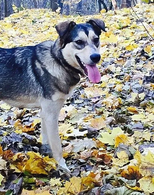 Pati 11 mcy szczeniak mix alaskan malamute ADOPCJA