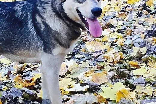 Pati 11 mcy szczeniak mix alaskan malamute ADOPCJA