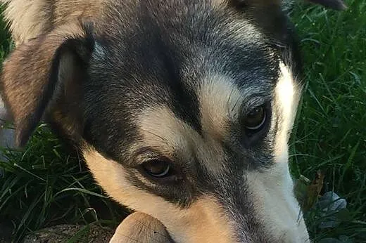 Pati 11 mcy szczeniak mix alaskan malamute ADOPCJA