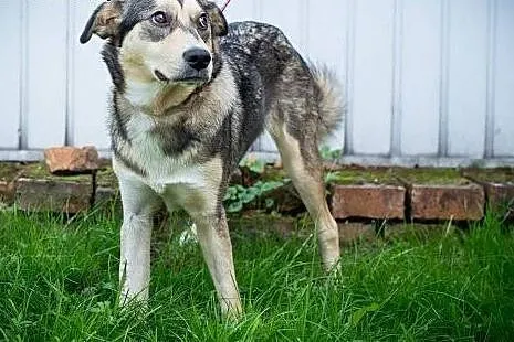 Pati 11 mcy szczeniak mix alaskan malamute ADOPCJA