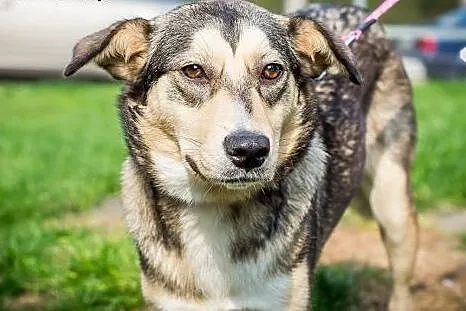 Pati 11 mcy szczeniak mix alaskan malamute ADOPCJA