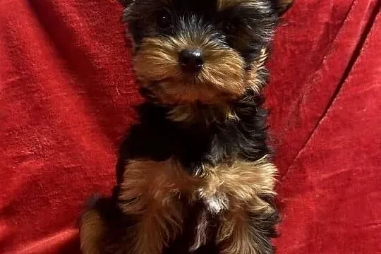 Yorkshire Terrier