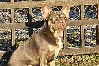 Buldog francuski suczka, Podlaskie, Augustów