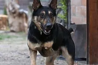 Trzy łapy i wielkie serducho - Ares do adopcji!