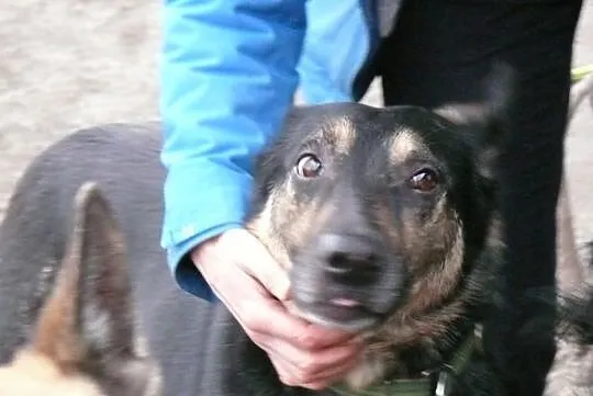 Trzy łapy i wielkie serducho - Ares do adopcji!