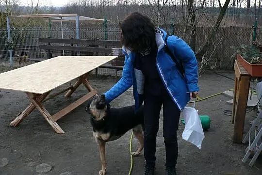 Trzy łapy i wielkie serducho - Ares do adopcji!