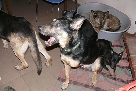 Trzy łapy i wielkie serducho - Ares do adopcji!