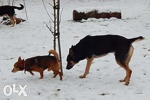 Trzy łapy i wielkie serducho - Ares do adopcji!