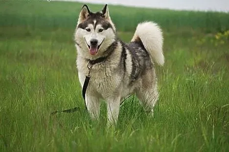 Cudowny alaskan Winter do adopcji!,  wielkopolskie