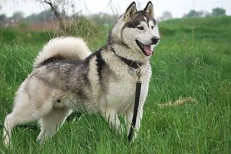 Cudowny alaskan Winter do adopcji!,  wielkopolskie