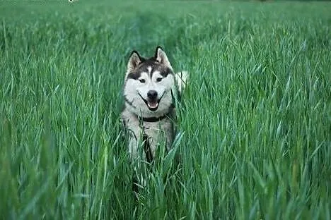 Cudowny alaskan Winter do adopcji!,  wielkopolskie