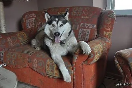 Cudowny alaskan Winter do adopcji!,  wielkopolskie