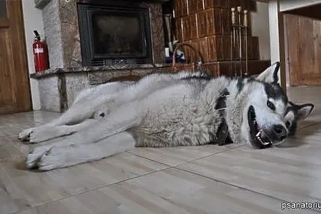 Cudowny alaskan Winter do adopcji!,  wielkopolskie