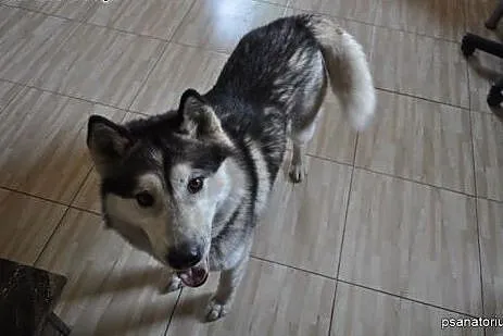 Cudowny alaskan Winter do adopcji!,  wielkopolskie