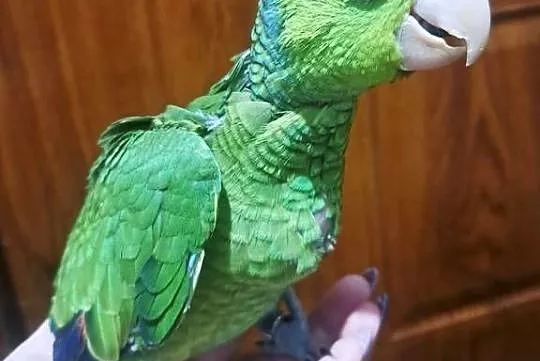 Amazonka liliogłowa - oswojona, ręcznie karmiona