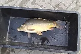 Żywe ryby Karp Sum
