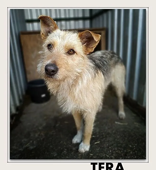 TERA,12kg,średnia,łagodna,wrażliwa,tulasna,sterylizowana suczka.ADOPCJA, Mazowieckie, Warszawa