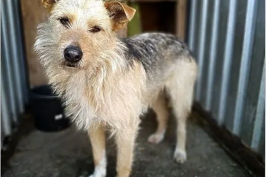 TERA,12kg,średnia,łagodna,wrażliwa,tulasna,sterylizowana suczka.ADOPCJA, Mazowieckie, Warszawa