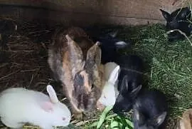 Samica+7 młodych