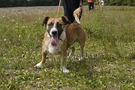 Sopelek-niewidomy psiak bardzo pilnie potrzebuje d