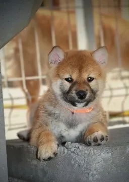 Shiba Inu Piękne zarejestrowane szczenięta na sprzedaż, Mazowieckie, Warszawa