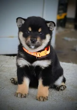 Shiba Inu Piękne zarejestrowane szczenięta na sprzedaż, Mazowieckie, Warszawa