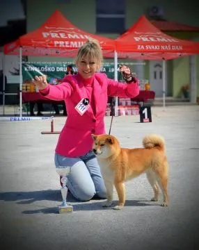 Shiba Inu Piękne zarejestrowane szczenięta na sprzedaż, Mazowieckie, Warszawa