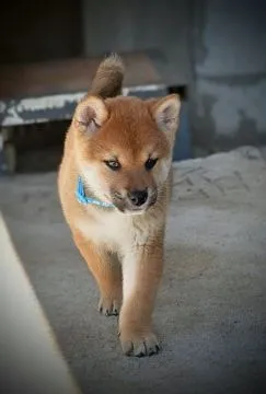 Shiba Inu Piękne zarejestrowane szczenięta na sprzedaż, Mazowieckie, Warszawa