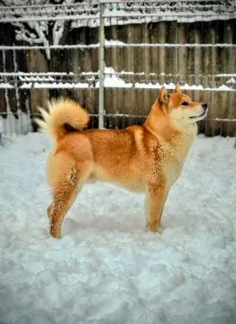 Shiba Inu Piękne zarejestrowane szczenięta na sprzedaż, Mazowieckie, Warszawa