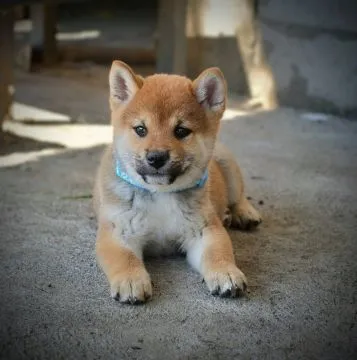 Shiba Inu Piękne zarejestrowane szczenięta na sprzedaż