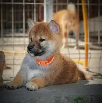 Shiba Inu Piękne zarejestrowane szczenięta na sprzedaż, Mazowieckie, Warszawa