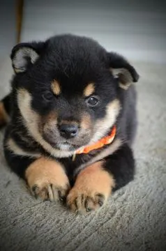 Shiba Inu Piękne zarejestrowane szczenięta na sprzedaż, Mazowieckie, Warszawa