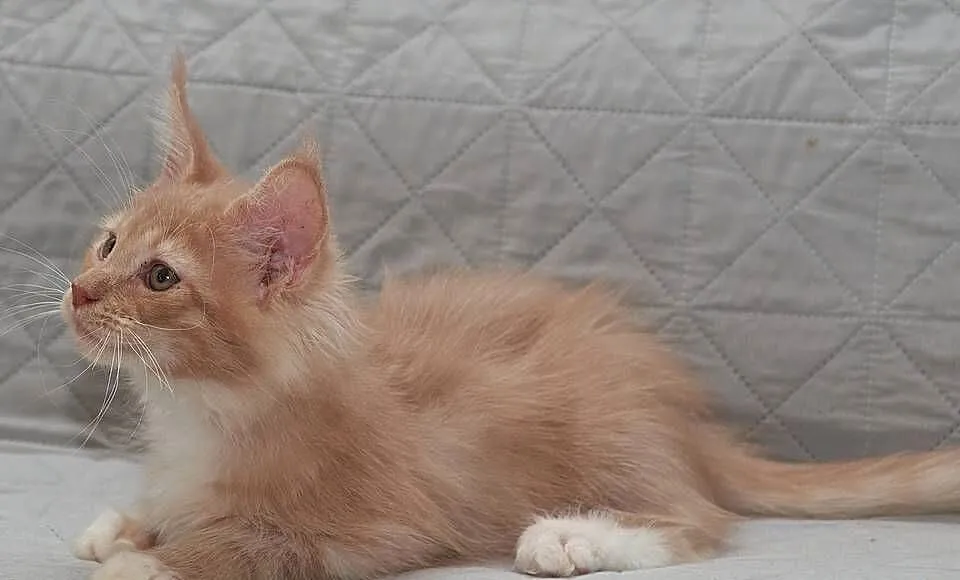 Maine Coon kremowy z białym kocurek Jeremi Nannarella*PL, Mazowieckie, Słupno