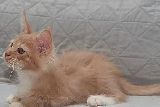 Maine Coon kremowy z białym kocurek Jeremi Nannarella*PL, Mazowieckie, Słupno