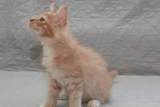Maine Coon kremowy z białym kocurek Jeremi Nannarella*PL, Mazowieckie, Słupno